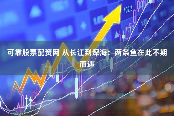 可靠股票配资网 从长江到深海：两条鱼在此不期而遇