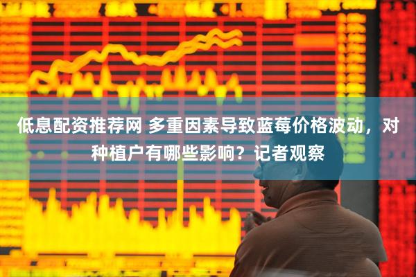低息配资推荐网 多重因素导致蓝莓价格波动，对种植户有哪些影响？记者观察